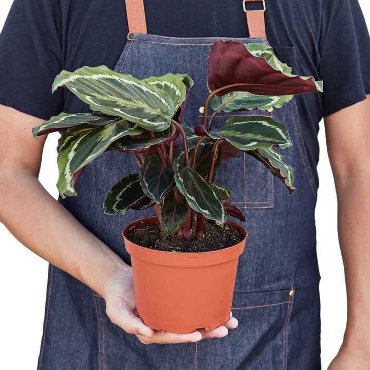 Calathea Roseopicta 'Medallion'