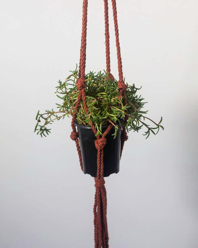 Bluefields Macrame Plant Holder | Tile Red