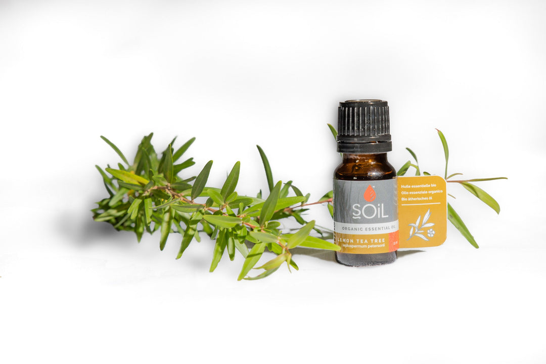 Organic Lemon Tea Tree Essential Oil (Leptospermum Petersonii) 10ml