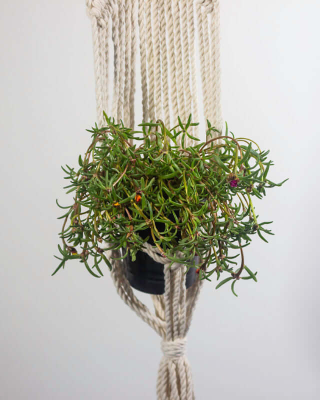 Mombacho Macrame Plant Holder | Natural White