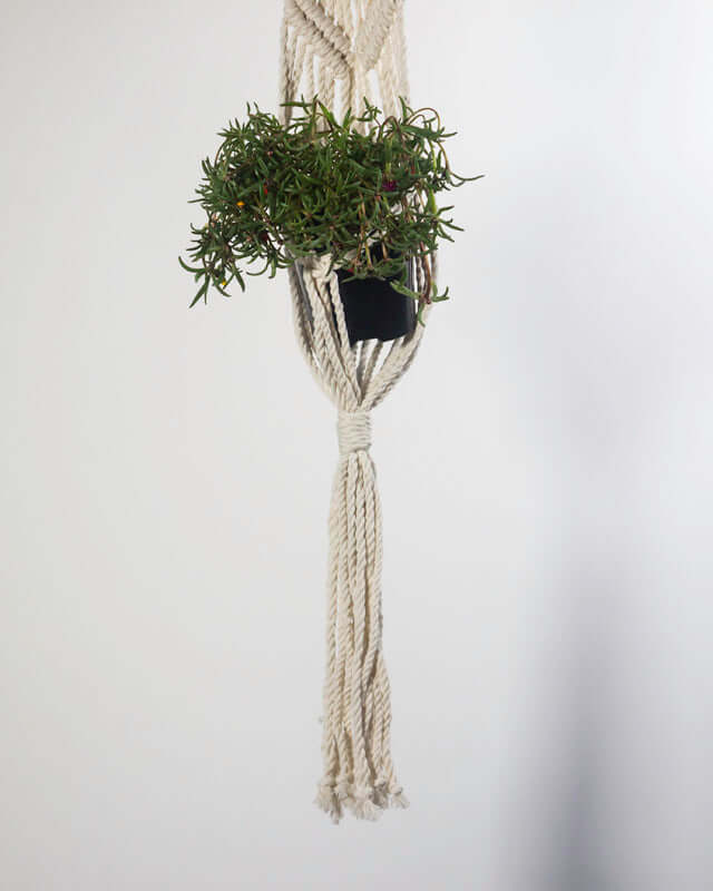 Somoto Macrame Plant Holder | Natural White