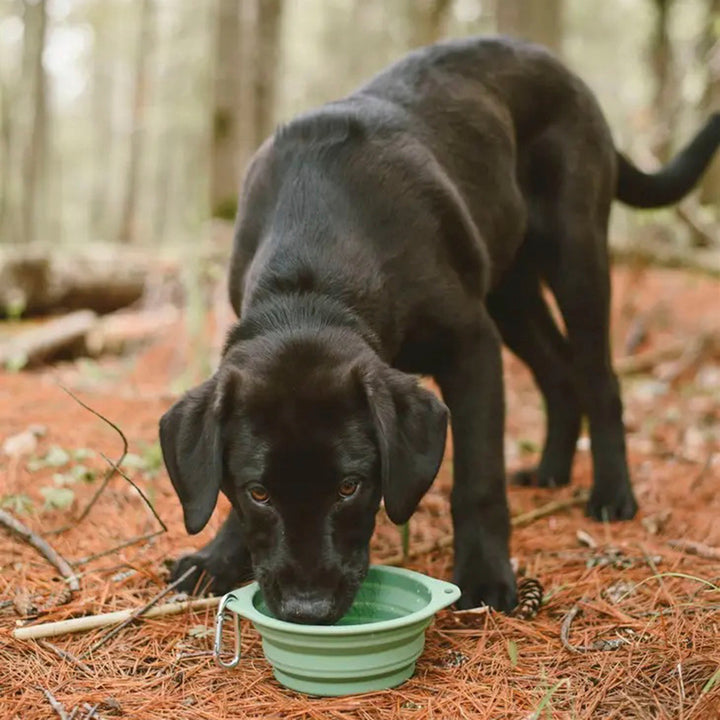 Collapsible Silicone Dog Bowl