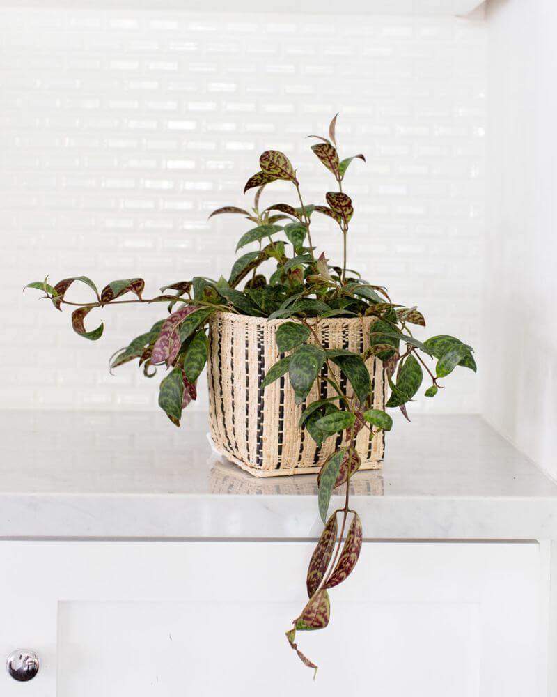 Lipstick Black Pagoda Plant + Basket